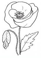 Disegni Da Colorare Di Fiori Fiori Da Colorare