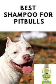 Pin On Dog Product