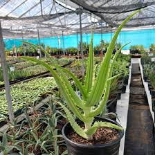 Image result for Aloe arborescens × musapana