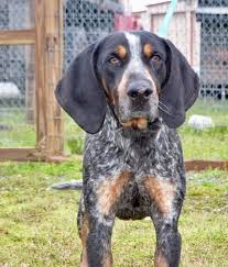 Black And Tan Coonhound For Sale In Sc Adopt Woodrow On Petfinder Coonhound Puppy Unique Dog Breeds Bluetick Coonhound