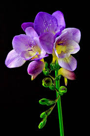 Image result for Freesia laxa