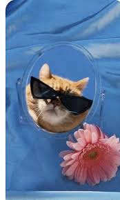 𝓕𝓵𝓸𝔀𝓮𝓻 funny cat wallpaper cute cat wallpaper cat aesthetic