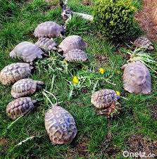 Die schildi lebt bei meiner schwiegermutter in kroatien. Schildkroten Suchen Ein Neues Zuhause Onetz