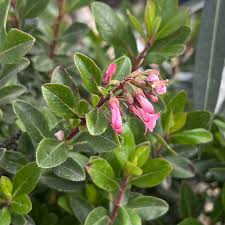 Image result for Escallonia