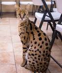 Savannah cat - Wikipedia