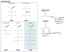 Carbohydrates Article Macromolecules Khan Academy