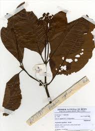 Image result for Psychotria vogeliana