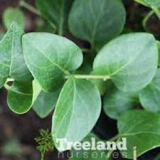 Image result for Vinca major
