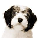 Polish Lowland Sheepdogs from DarBozy PONs