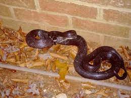 5 Ways To Keep Snakes Out Of Your Garden Chickens Backyard Chicken Coop Coop