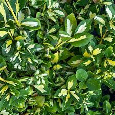 Image result for Euonymus fortunei