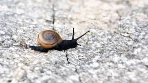 What do snails eat ? Snails Can T Live In The California Desert Or Can They