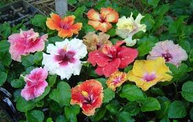 Maybe you would like to learn more about one of these? The Hibiscus Flower Reviving Its Purpose In Landscape Horticulture Plant Breeding Hibiscus Flowers Fragrant Flowers