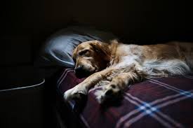 Euthanizing a dog should never be a decision that is taken lightly. The Use Of Propofol During Euthanasia In Veterinary Medicine Vetgirl Veterinary Continuing Education Blog