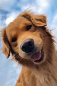 Sweet Doggo In 2020 Cute Animals Cute Dog Pictures Cute Baby Animals