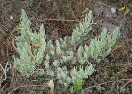 Image result for Suaeda sp. B