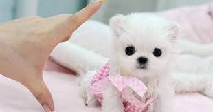 Looking for the best chew toys for puppies? If You Love Animals Never Buy A Teacup Dog The Dodo