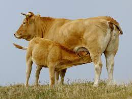 Aubrac cattle - Wikipedia