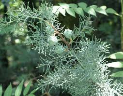 Image result for Cupressus funebris