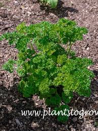 Image result for Petroselinum