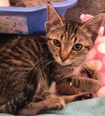 I feed both wet and dry. Los Gatos Pet Rescue Finds New Homes For Homeless Cats Petsmart Charities