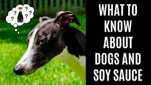 Can Dogs Eat Soy Sauce What You Should Know Spoiled Hounds