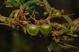 Image result for Aeschynomene nyikensis