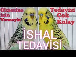 Muhabbet Kusu Ishal Tedavisi Youtube