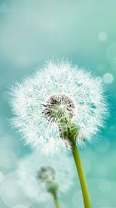 Download Samsung Galaxy Note 3 Lock Screen Wallpaper Gallery Hintergrundbilder Blumentapete Hintergrundbild Samsung