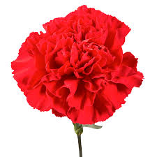 Due to their delicate flowers and wonderful fragrance, irises are extremely popular with florists. Globalrose Why Give Flowers On Valentines Day