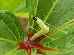 オクラ栽培 育て方 野菜の育て方 栽培方法