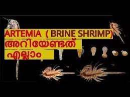 How To Culture Artina In Malayalam Brine Shrimp Aquarium Fish Food Guppy Fish