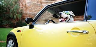 Maybe you would like to learn more about one of these? Gary S Indy Cash For Junk Cars I 116 Cossell Dr Indianapolis In Junk Dealers Mapquest