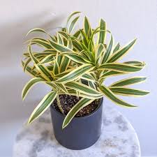Image result for Dracaena reflexa