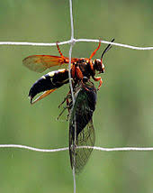 English to english dictionary gives you the best and accurate english translation. Cicada Wikipedia