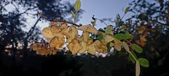 Image result for Ormocarpum kirkii