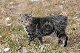 Breed Info Animal Health Center