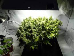 The mh bulb focuses on more of a blue spectrum and is used primarily for the vegetative stage of plant life. Magnetic Induction Grow Lights Plasma Grow Lights Do They Work Grow Weed Easy