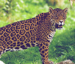 Resultado de imagem para onça pintada