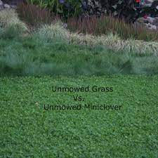 Miniclover White Clover Seeds For Clover Lawns Clover Lawn Clover Seed Lawn Alternatives