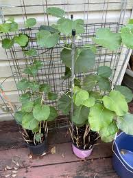 Image result for Ipomoea verbascoidea