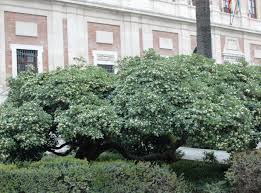 Image result for Pittosporum tobira