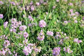 Meadow Flower Meadow Nature Flowers Wild Flowers Grass Bright Pink Purple Small Summer Pikist
