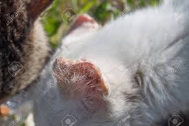 Great savings free delivery / collection on many items. Sick Ears Of A White Cat Ear Disease In Pets And Homeless People Stock Photo Picture And Royalty Free Image Image 150586987