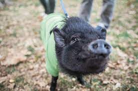 Is there any hadith that says your not allowed to touch pigs? Keeping And Caring For Potbellied Pigs As Pets