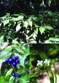 Image result for Psychotria heterosticta