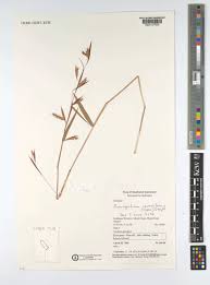 Image result for Monocymbium