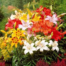 Image result for Falkia oblonga