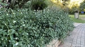 Image result for Asystasia glandulosa