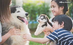 Puppies from distinguished breeders or conformation show winning bloodlines may cost $5,000. Dog Adoption In Singapore Costs And Places Near You 2020 Update